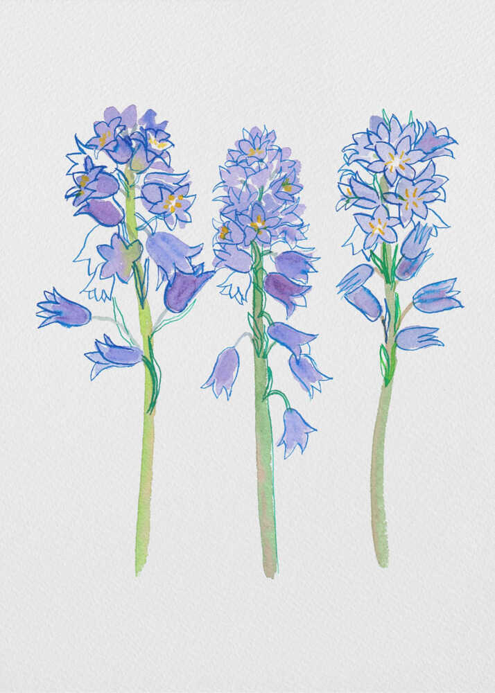 Spanish bluebell or Hyacinthoides hispanica botanical illustration | Poster