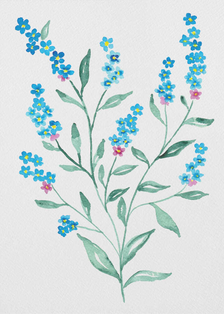 Wood forget-me-not or Myosotis sylvatica botanical painting | Poster