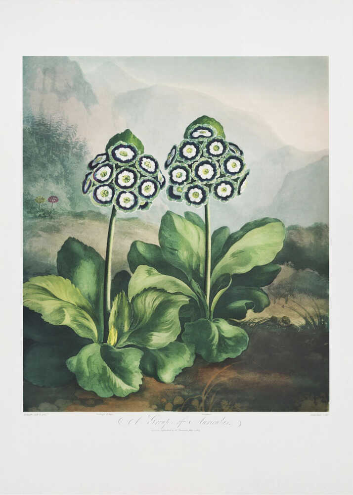 A Group of Auriculas from The Temple of Flora 2 (1807) | Canvas