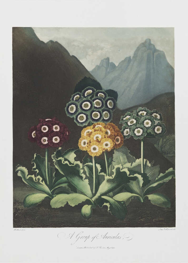 Eine Gruppe von Aurikeln aus dem Flora-Tempel (1807) | Leinwand