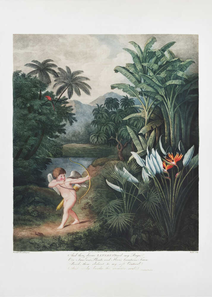 Cupid Inspiring Plants with Love from The Temple of Flora (1807) | Canvas