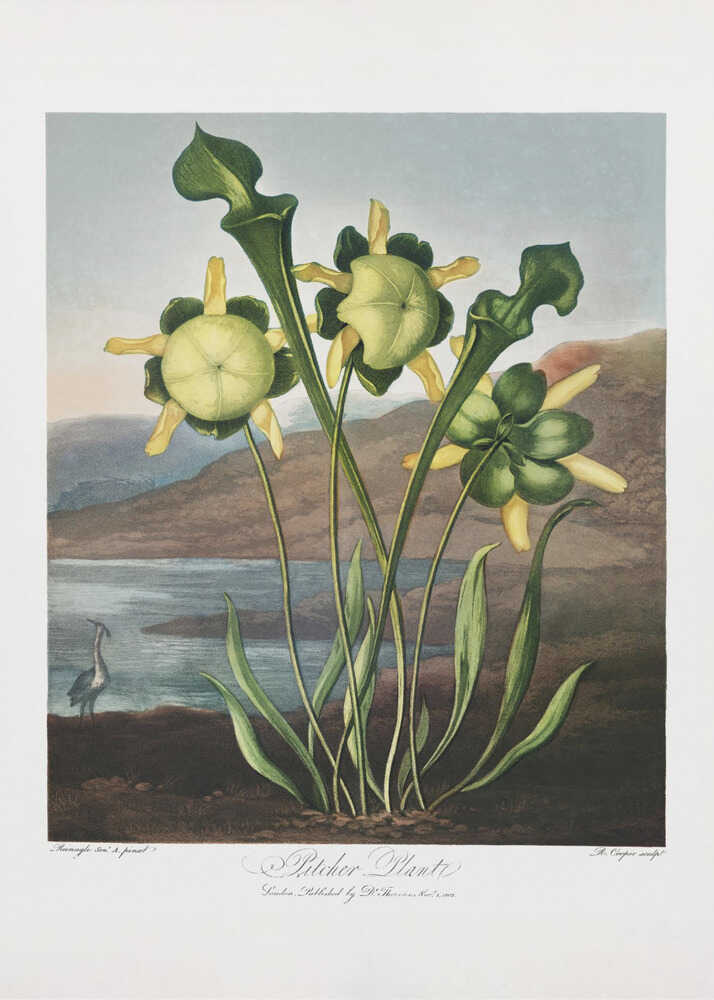Pitcher Plant from The Temple of Flora (1807) | Canvas