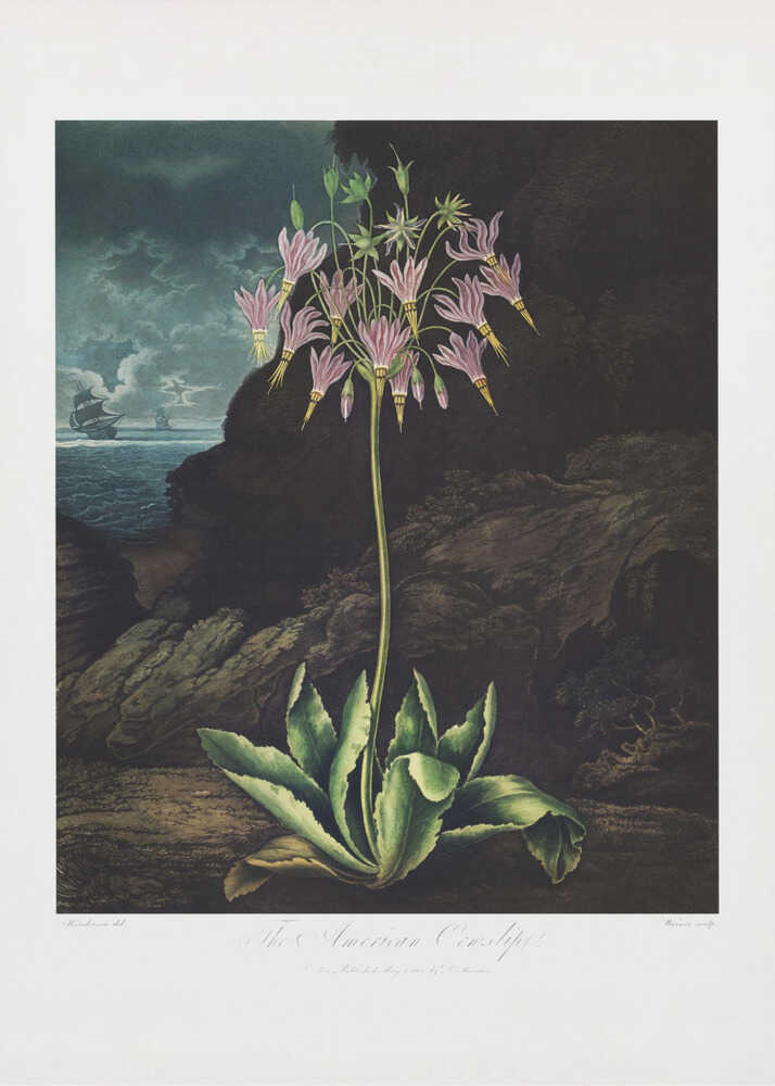 The American Cowslip from The Temple of Flora (1807) | Canvas