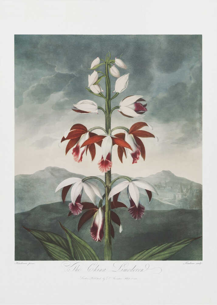 The Chinese Limodoron from The Temple of Flora (1807) | Canvas