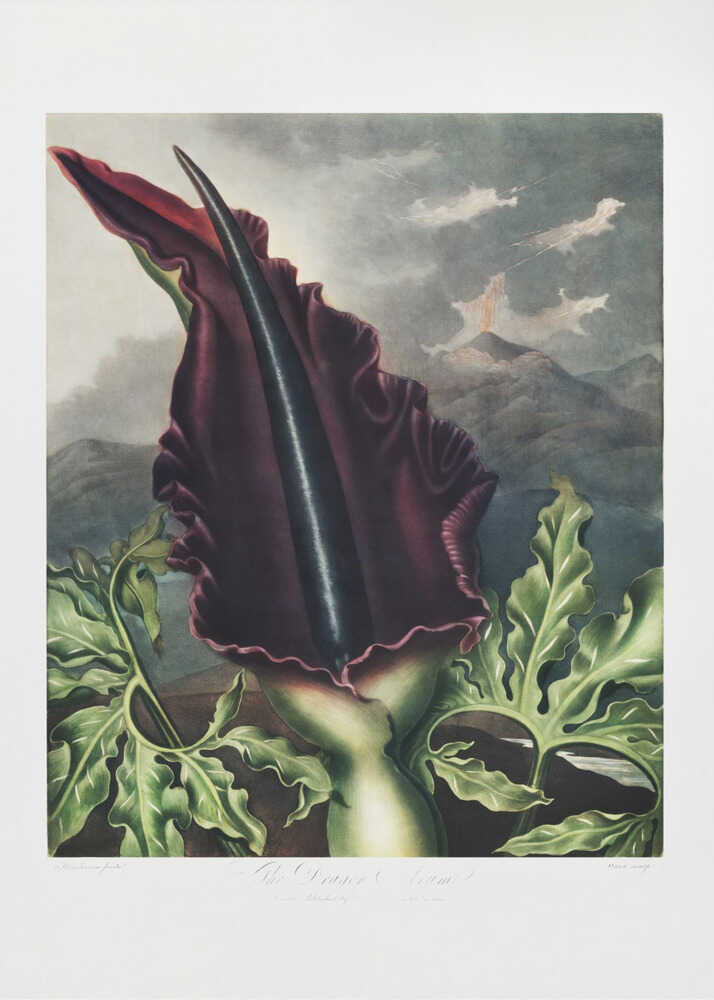The Dragon Arum from The Temple of Flora (1807) | Canvas