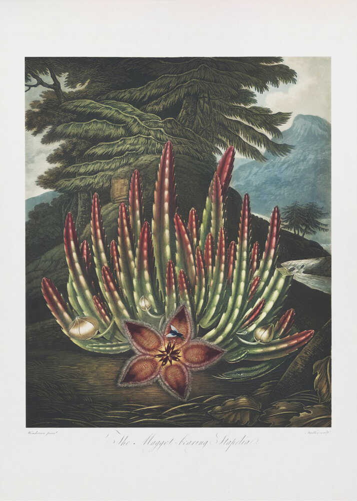 The Maggot–Bearing Stapelia from The Temple of Flora (1807) | Canvas