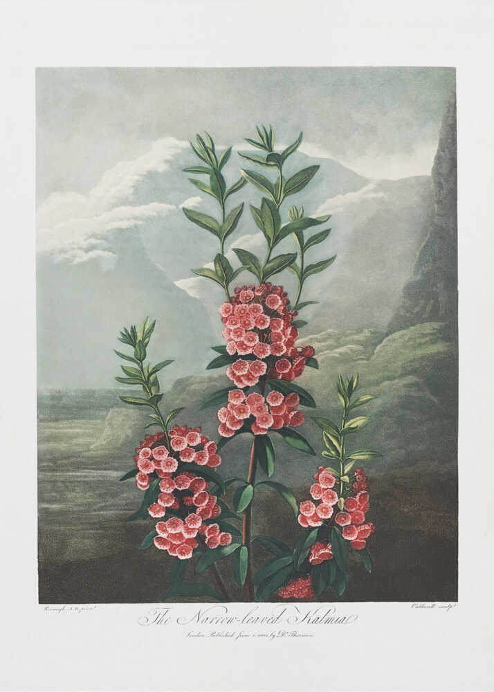 The Narrow–Leaved Kalmia from The Temple of Flora (1807) | Canvas