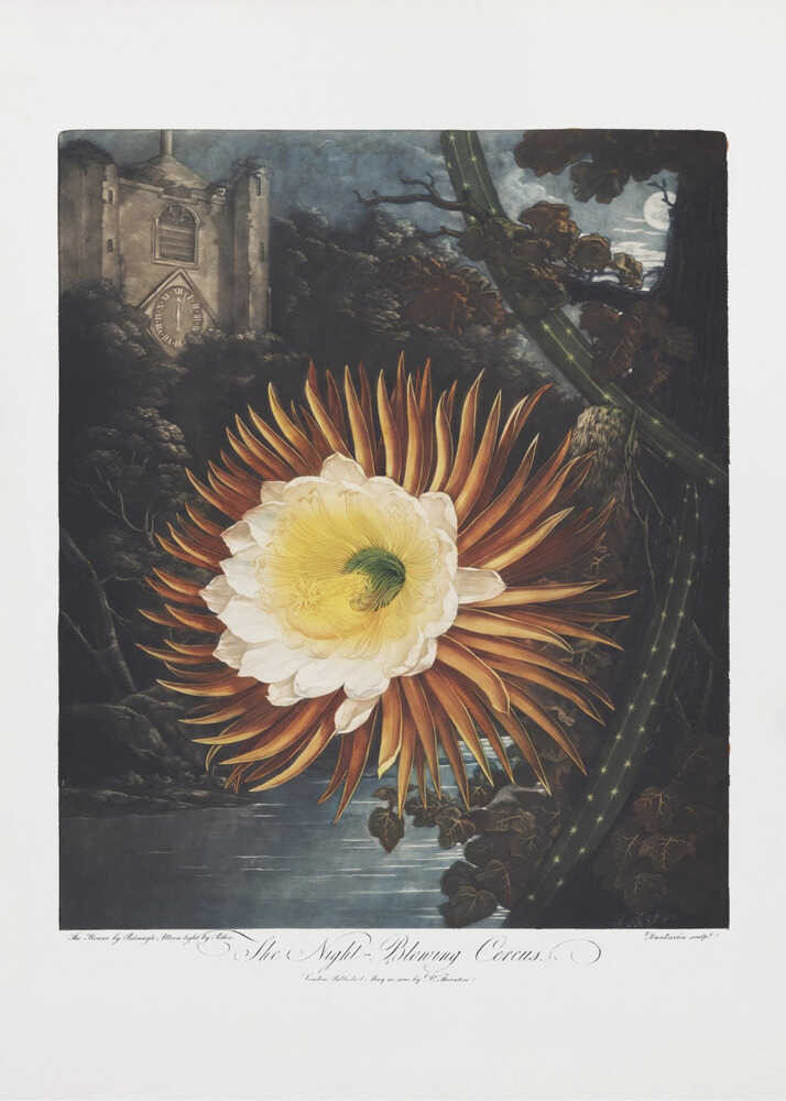 The Night–Blowing Cereus from The Temple of Flora (1807) | Canvas