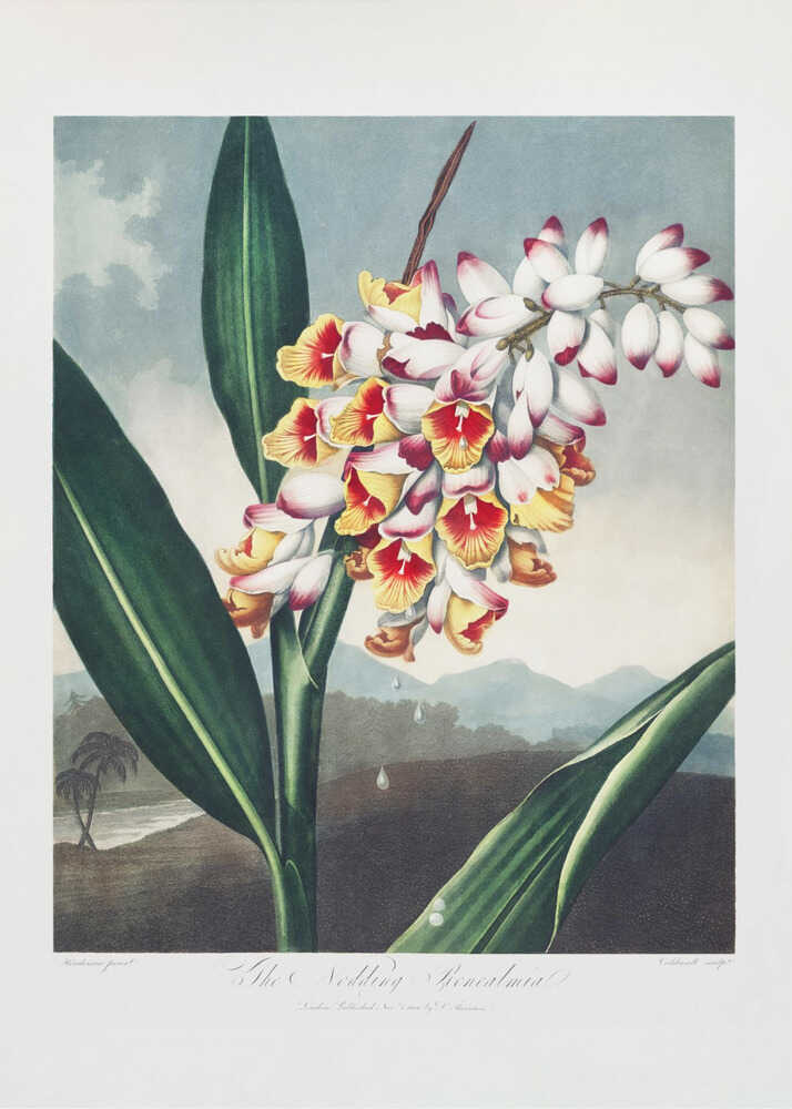 The Nodding Renealmia from The Temple of Flora (1807) | Canvas