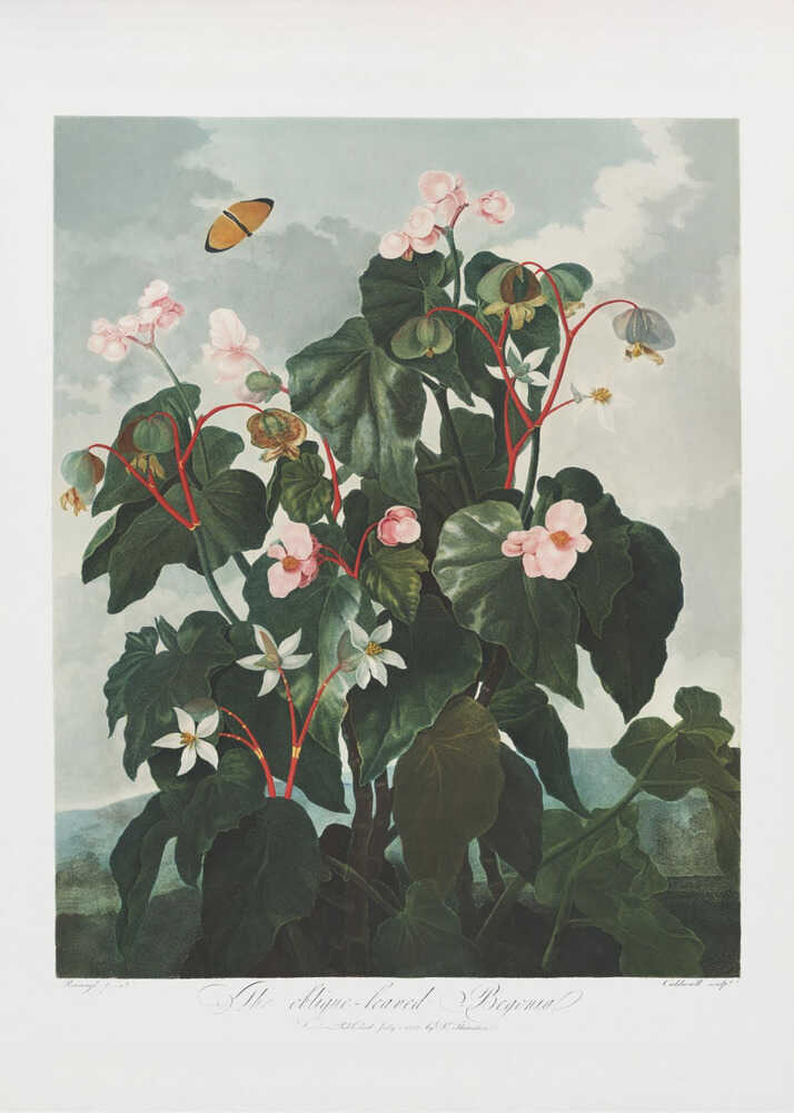 The Oblique–Leaved Begonia from The Temple of Flora (1807) | Poster