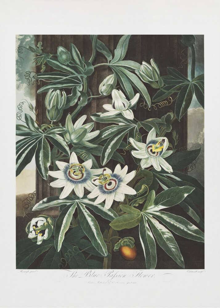 The Passiflora Cerulea from The Temple of Flora (1807) | Canvas