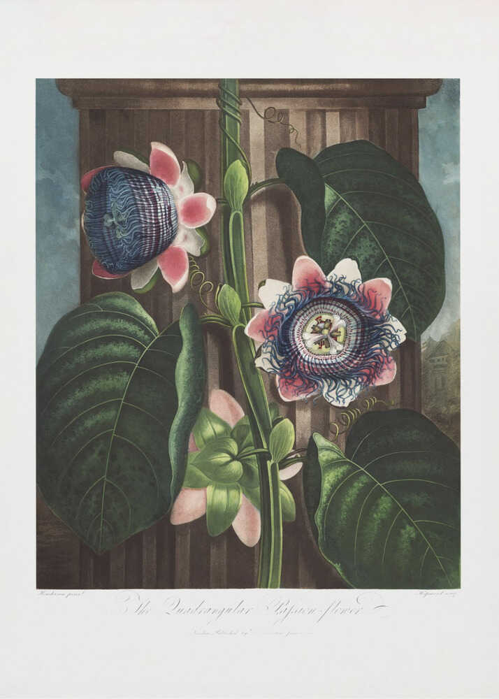 Die viereckige Passionsblume aus dem Flora-Tempel (1807) | Poster