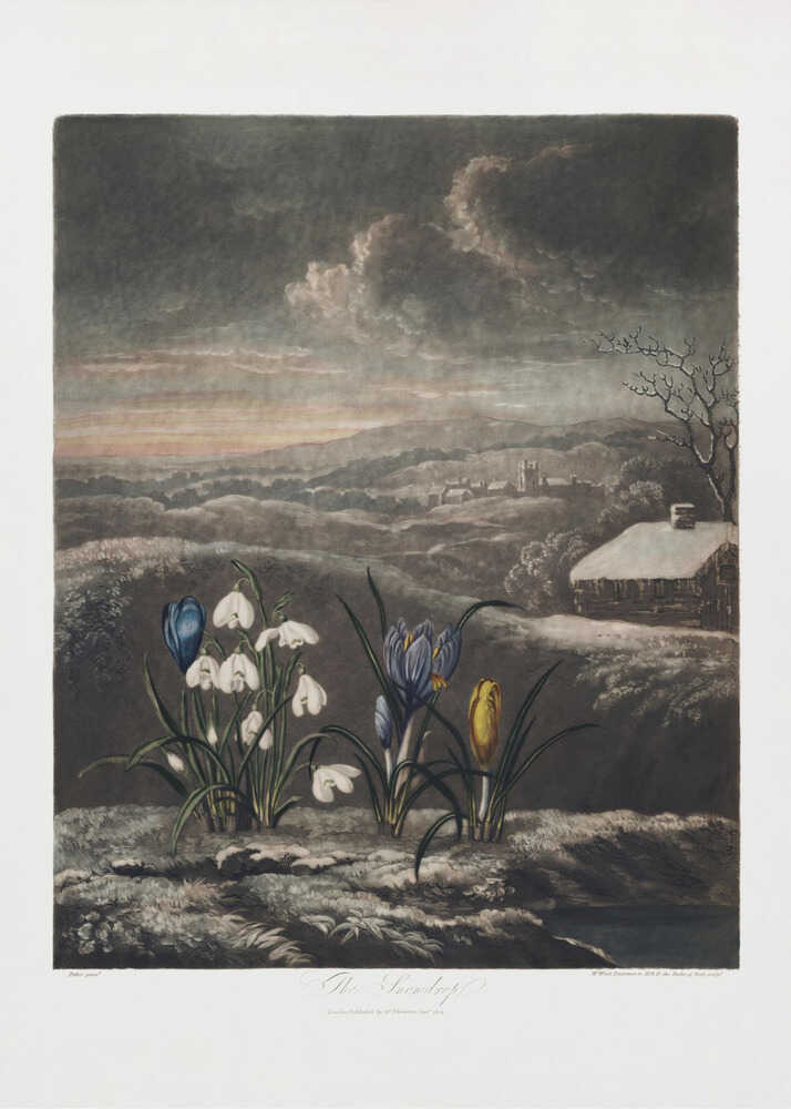 The Snowdrops from The Temple of Flora (1807) | Canvas