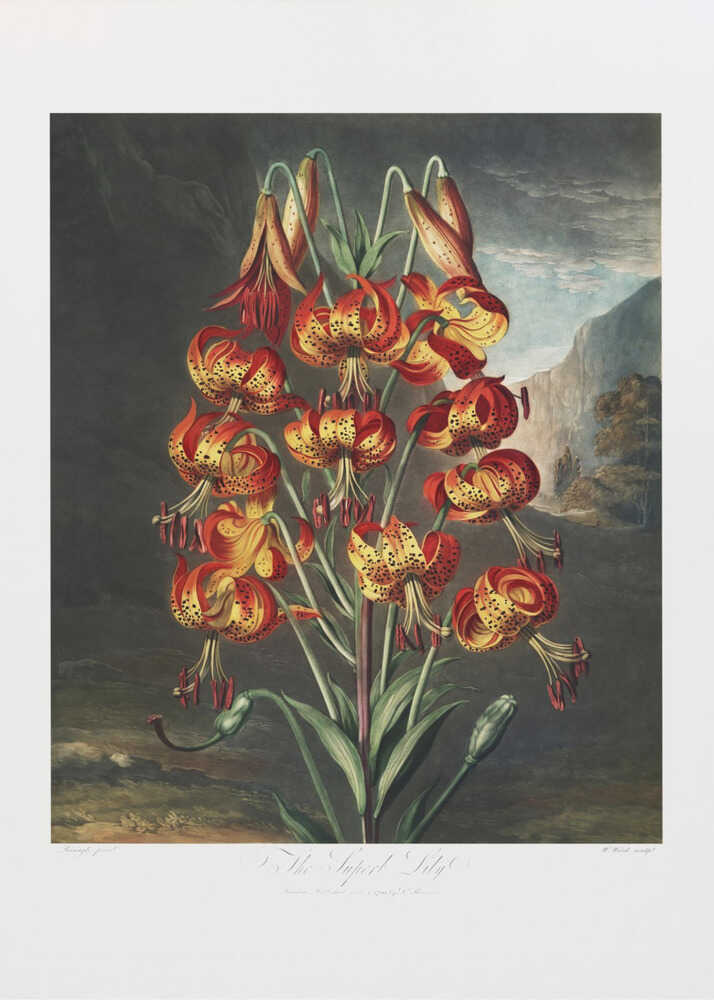 The Superb Lily from The Temple of Flora (1807) | Canvas