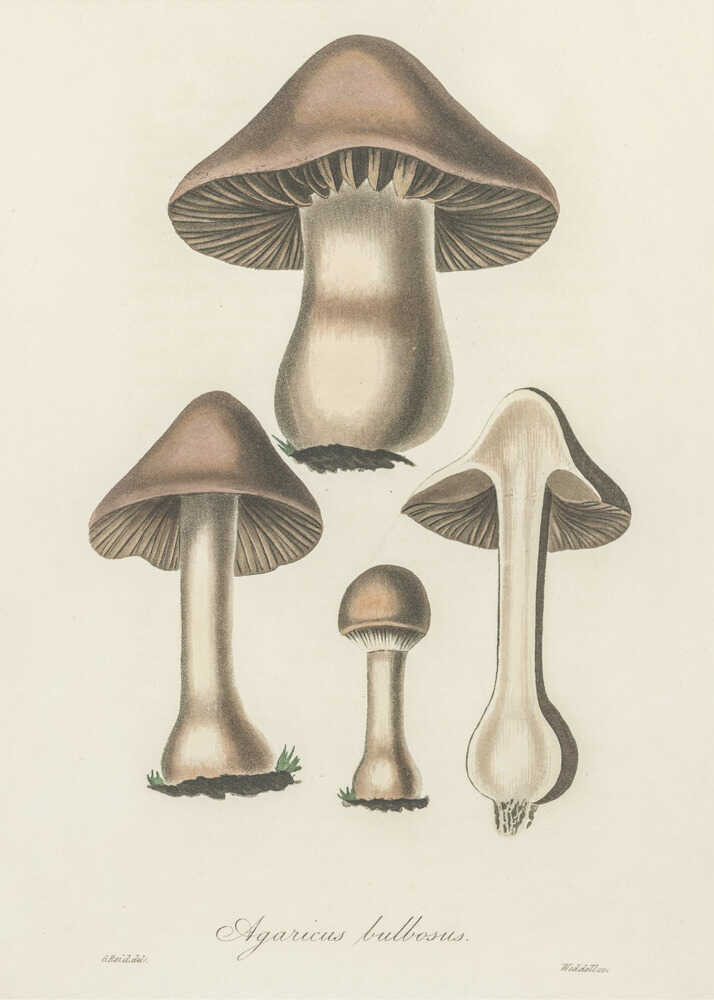 Illustration von Agaricus bulbosus. Medizinische Botanik 1836 | Poster