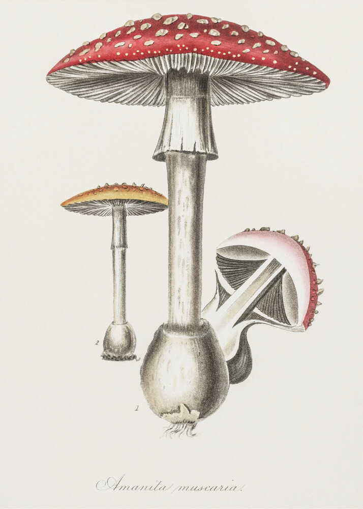 Illustration des Fliegenpilzes (Amanita muscaria). Medizinische Botanik 1836 | Poster