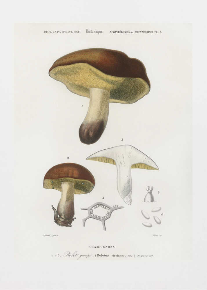Mushroom (boletus Circinans) | Poster