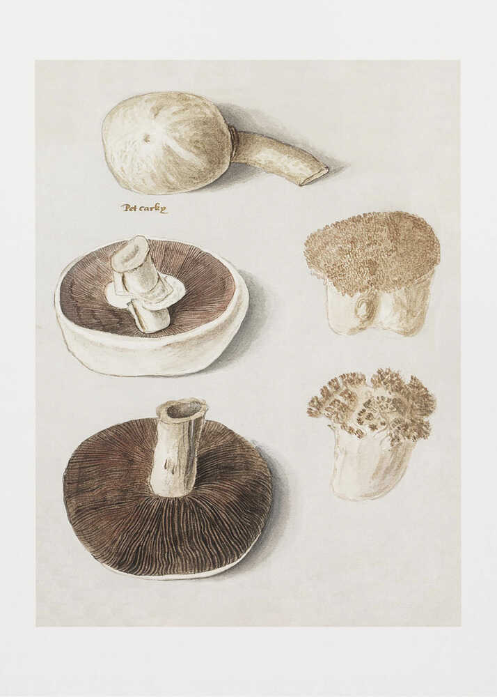 Gewöhnlicher Wiesen-Champignon (Agaricus campestris) | Poster