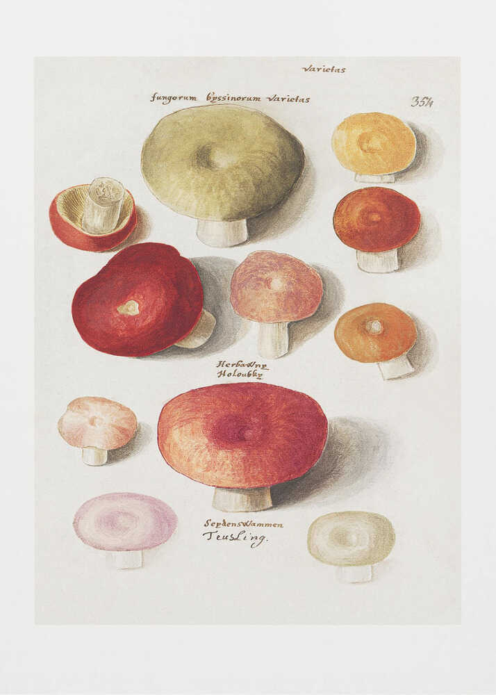 Boleten, Boletales Standing | Poster