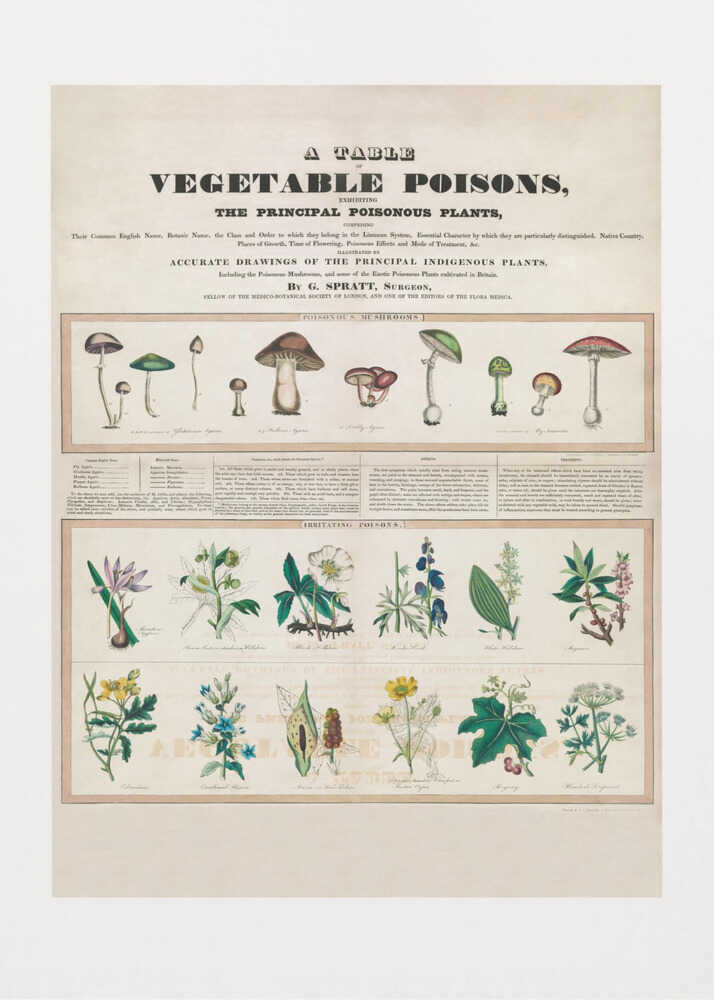 Poisonous Mushrooms Irritating Poisons | Poster