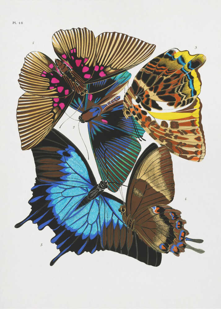 Butterflies 4 | Poster