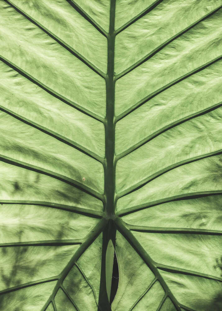 Blattader-Symphonie | Poster