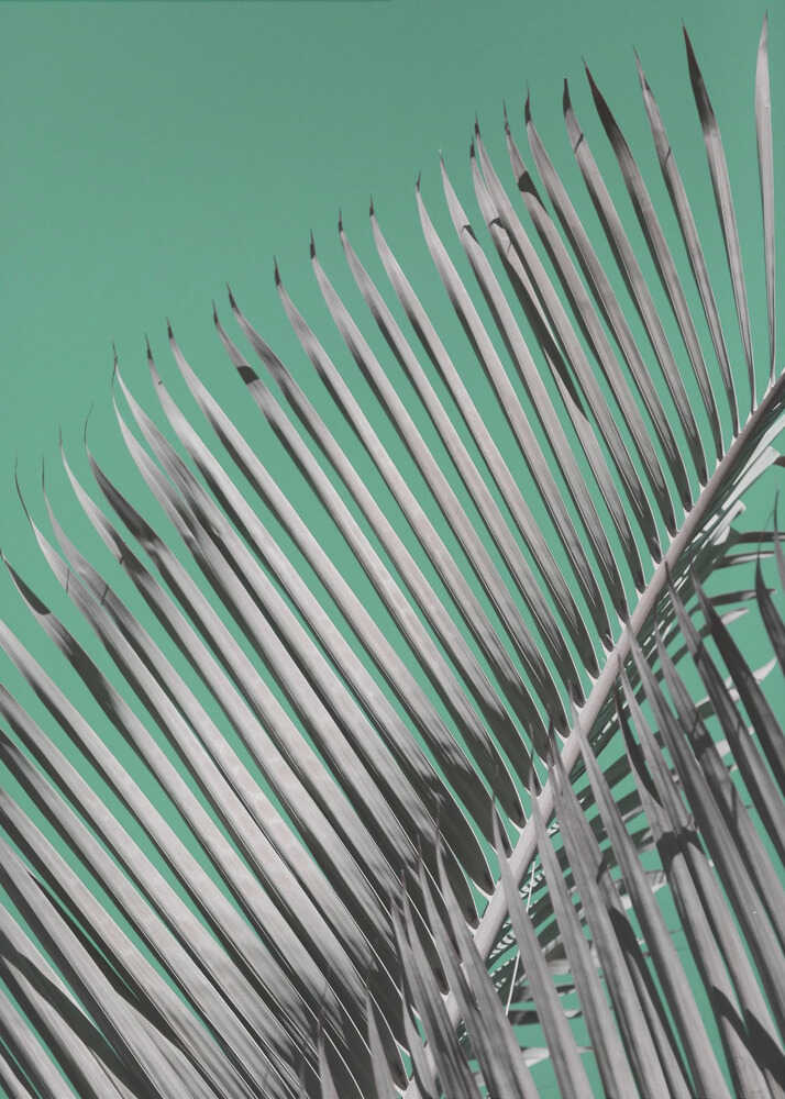 Palmen-Gelassenheit | Poster
