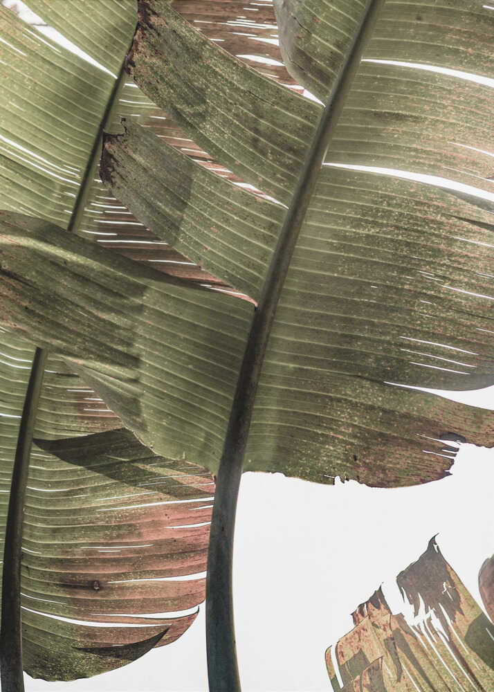 Sérénité tropicale | Affiche