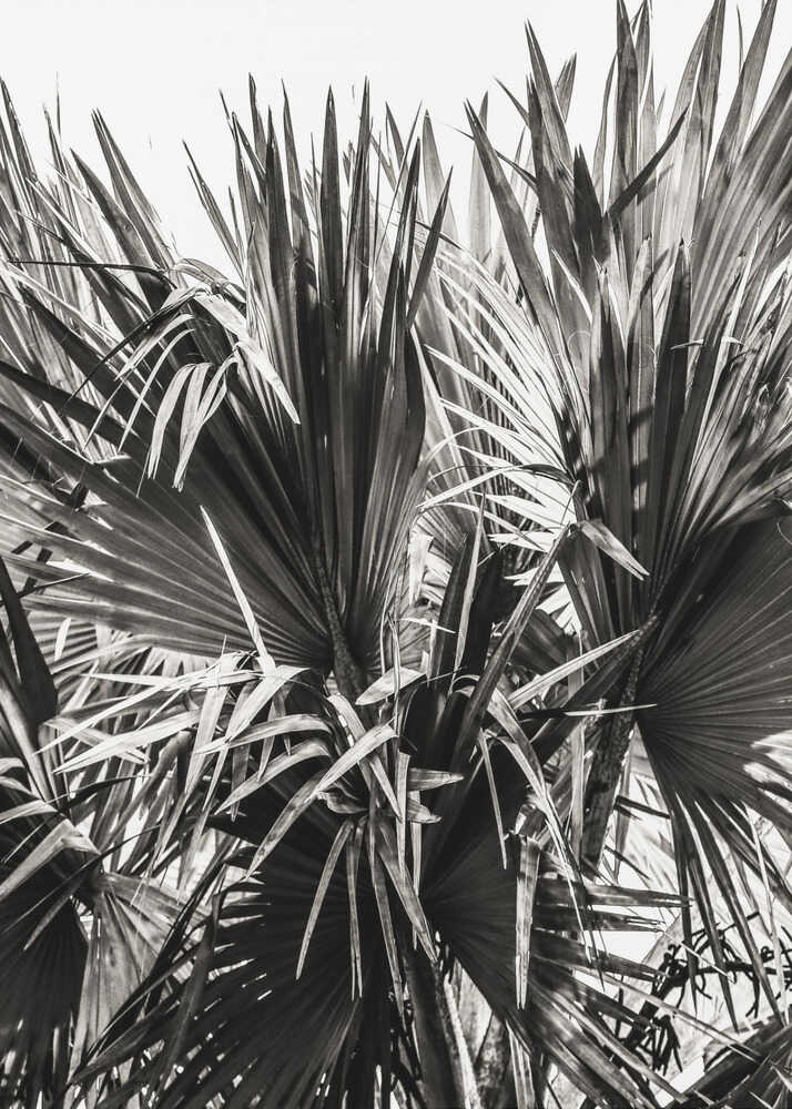 Sérénité hérissée | Affiche