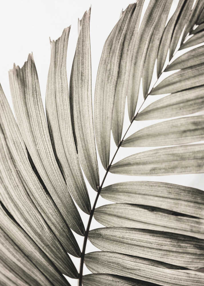 Feuilles de palmier 22 | Affiche