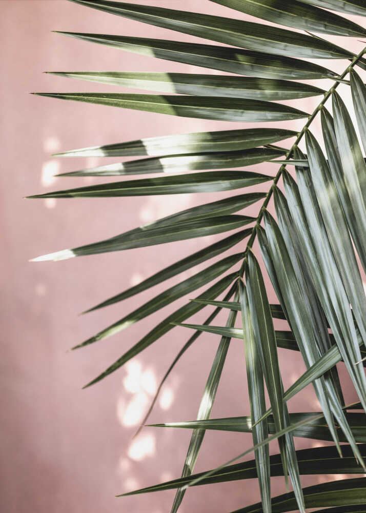 Feuilles de palmier 23 | Affiche