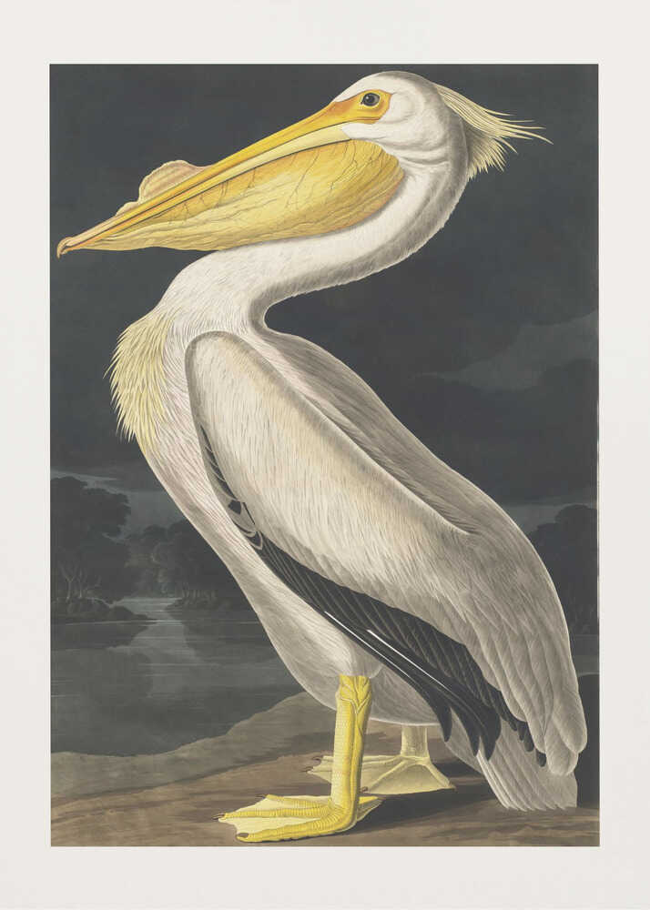 Amerikanischer Weißpelikan aus „Vögel Amerikas“ (1827) | Poster