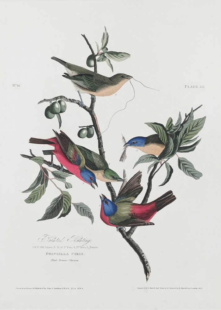 Painted Finch From Birds of America (1827) | Canvas