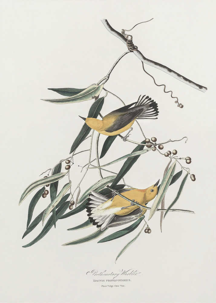 Prothonotary Warbler From Birds of America (1827) | Canvas