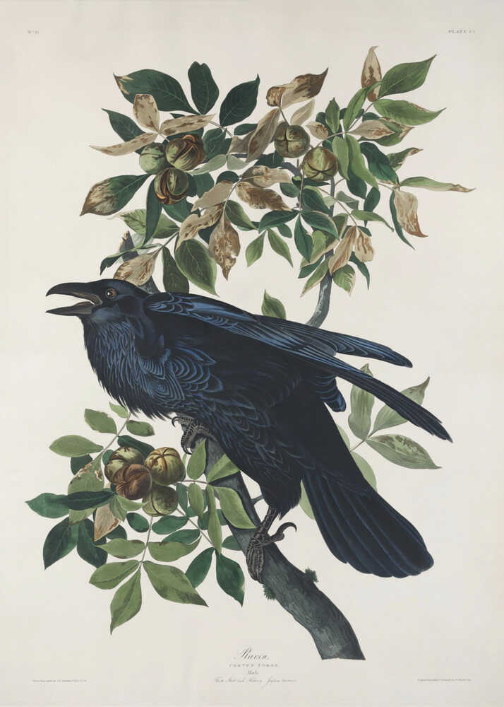 Rabe aus „Vögel Amerikas“ (1827) | Poster