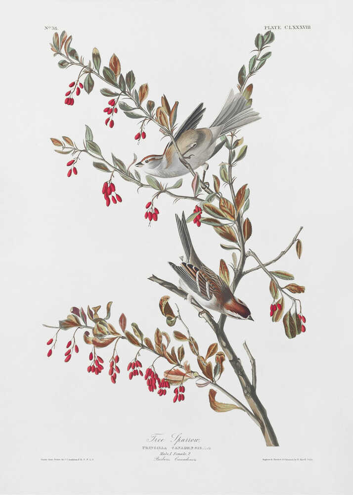 Tree Sparrow From Birds of America (1827) | Canvas