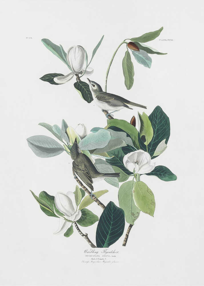 Warbling Flycatcher From Birds of America (1827) | Canvas