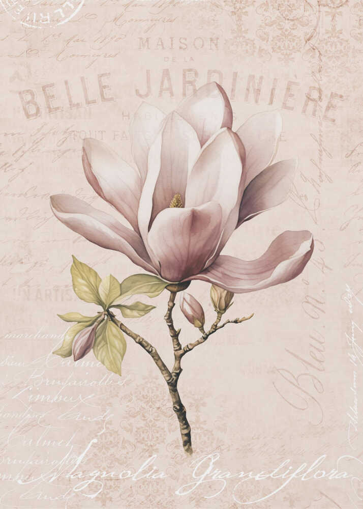 Magnolia Blush Nr. 2 | Canvas