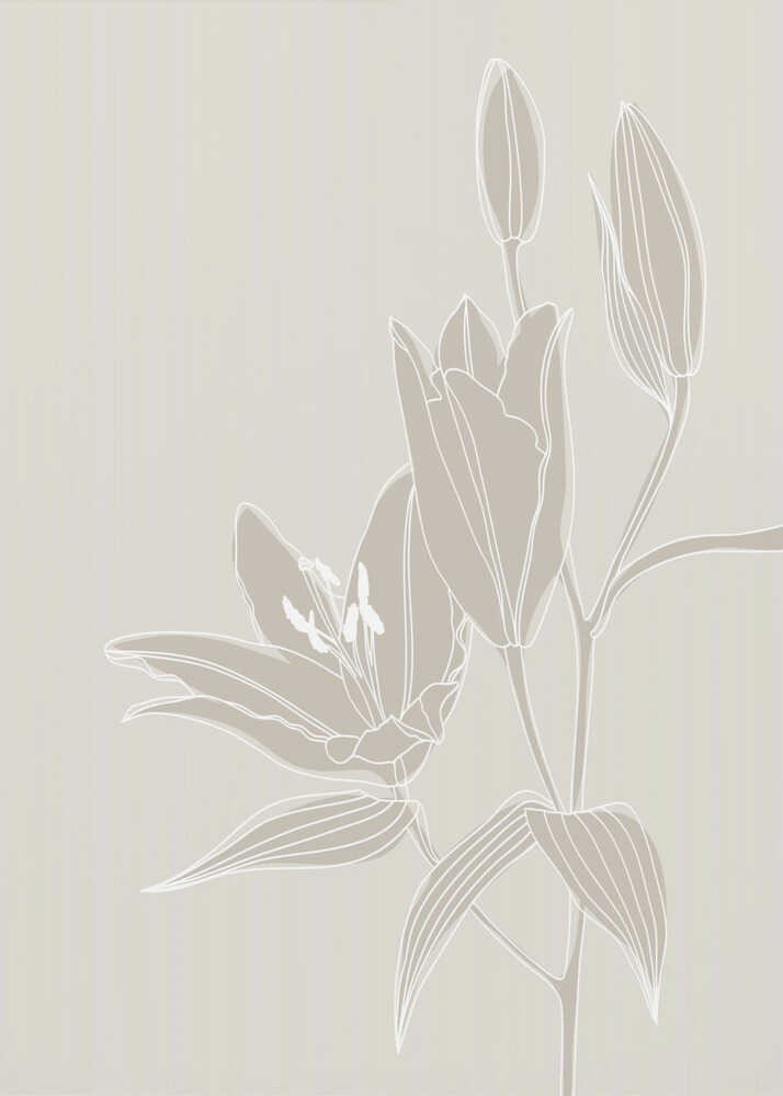 Strichzeichnung von Lilien in Weiß | Poster