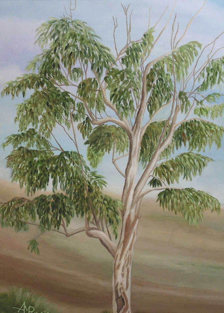 Eucalyptus | Affiche