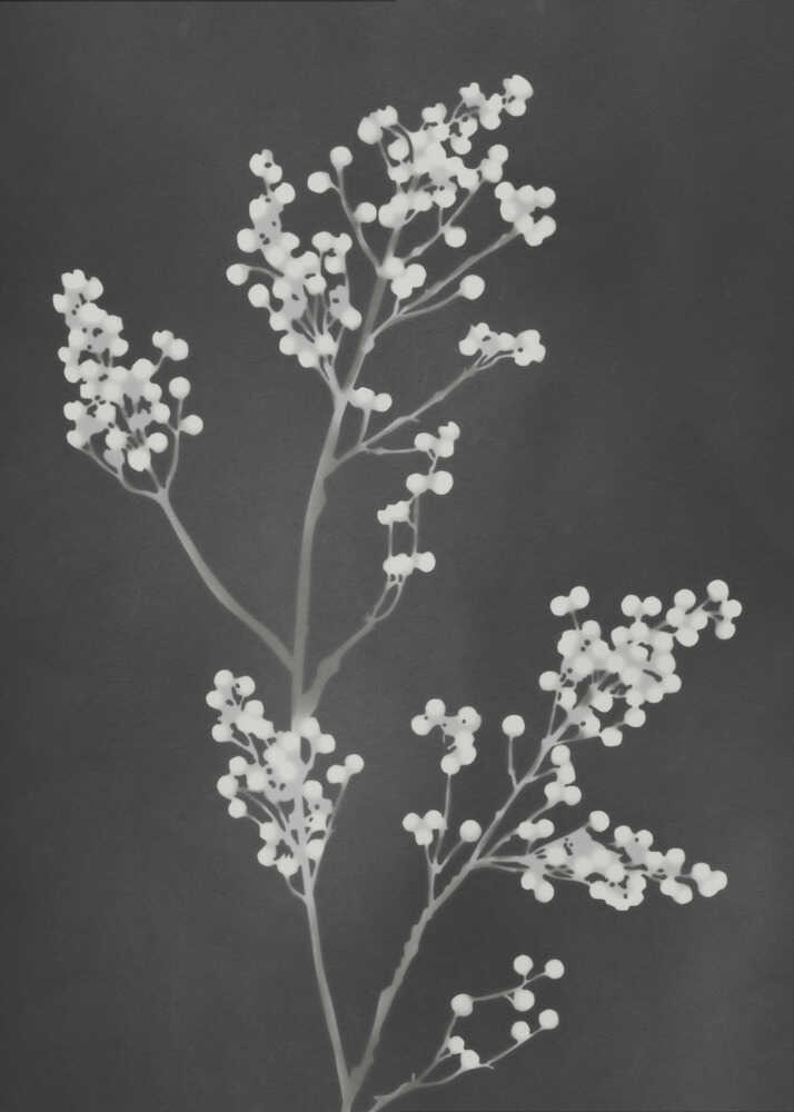 Monograph Black Flowers | Canvas