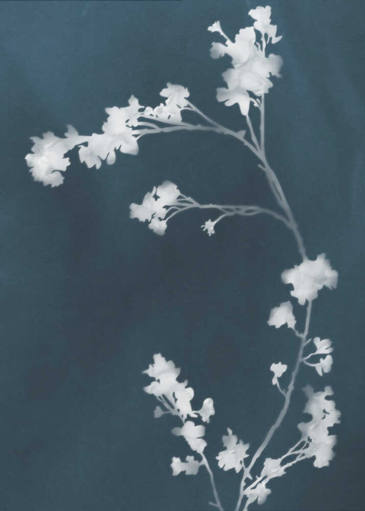 Monograph Blue Flowers | Canvas