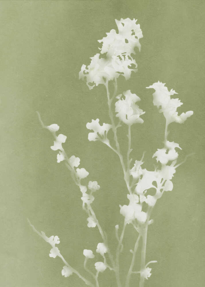 Monograph Green Flowers | Canvas