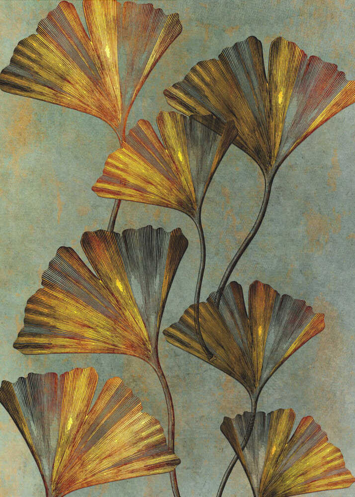 Ginko biloba 2 | Canvas