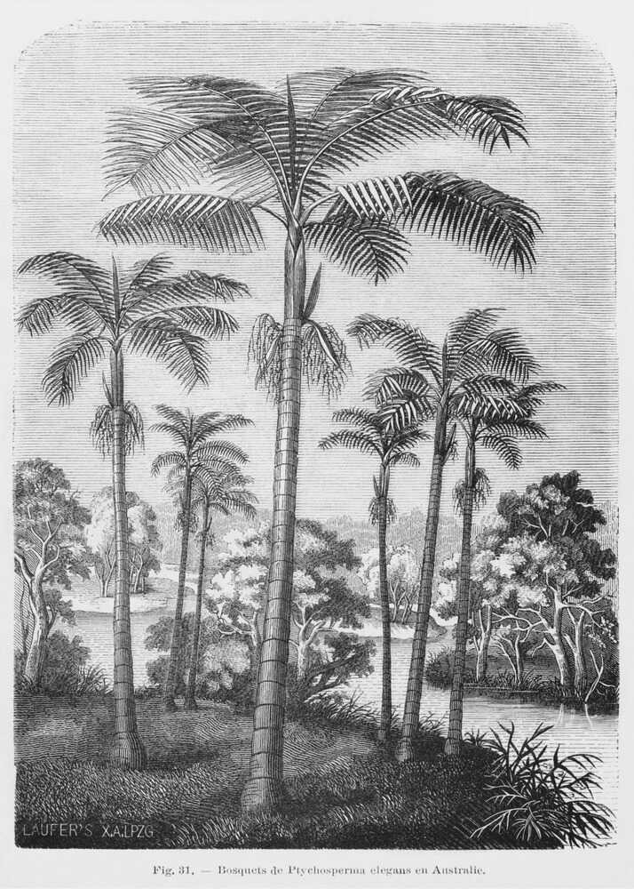 Vintage Palm Tree Drawing Ii | Canvas