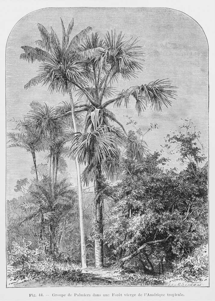 Vintage Palm Tree Drawing Iv | Canvas