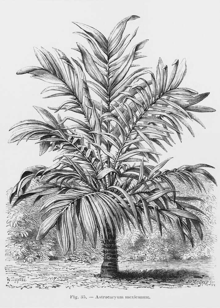 Vintage Palm Tree Drawing Ix | Canvas