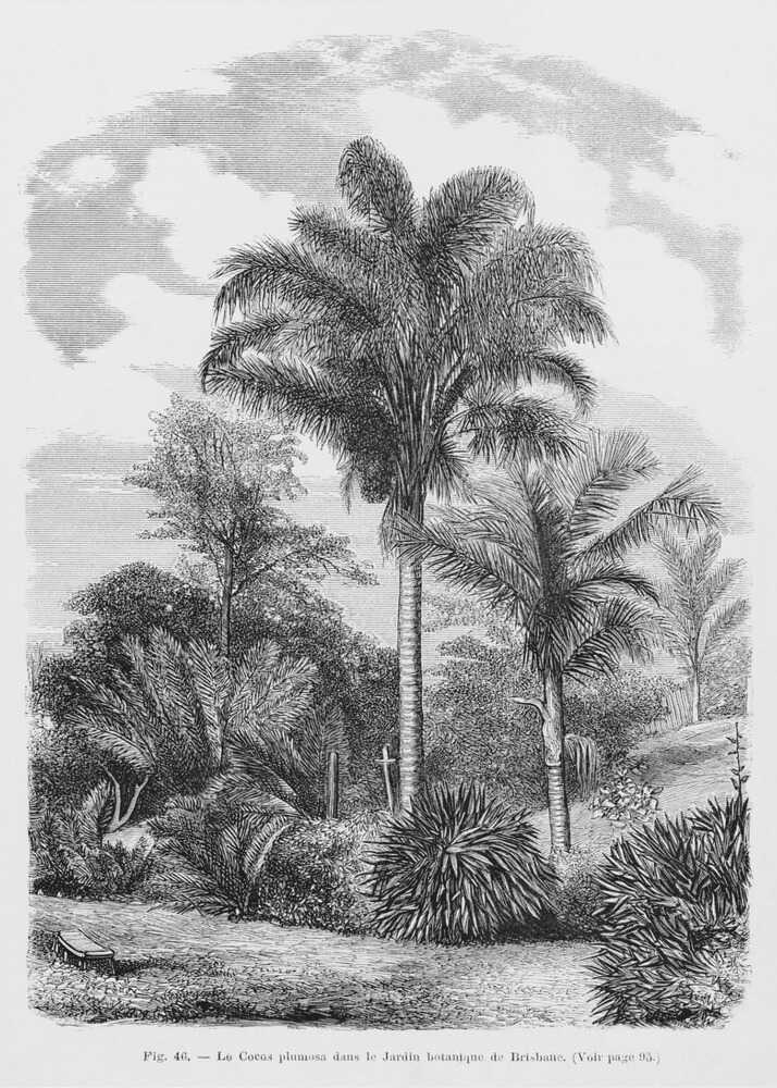 Vintage Palm Tree Drawing Vi | Canvas