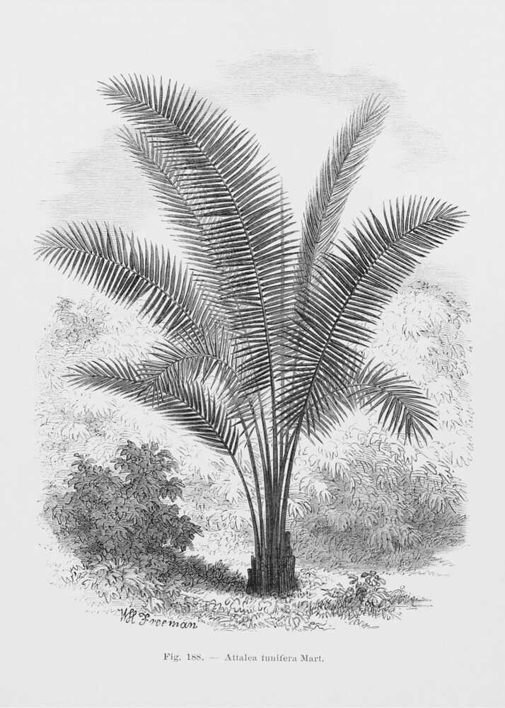 Vintage Palm Tree Drawing Vii | Canvas