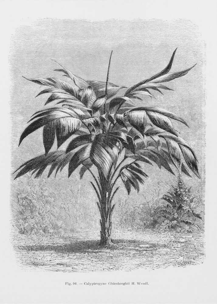 Vintage Palm Tree Drawing Viii | Canvas